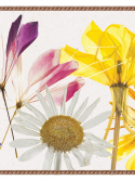 Faixa adesiva flores desidratadas