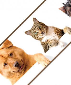 Faixa de parede para pet shop