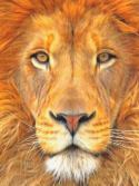 Quadro de leão